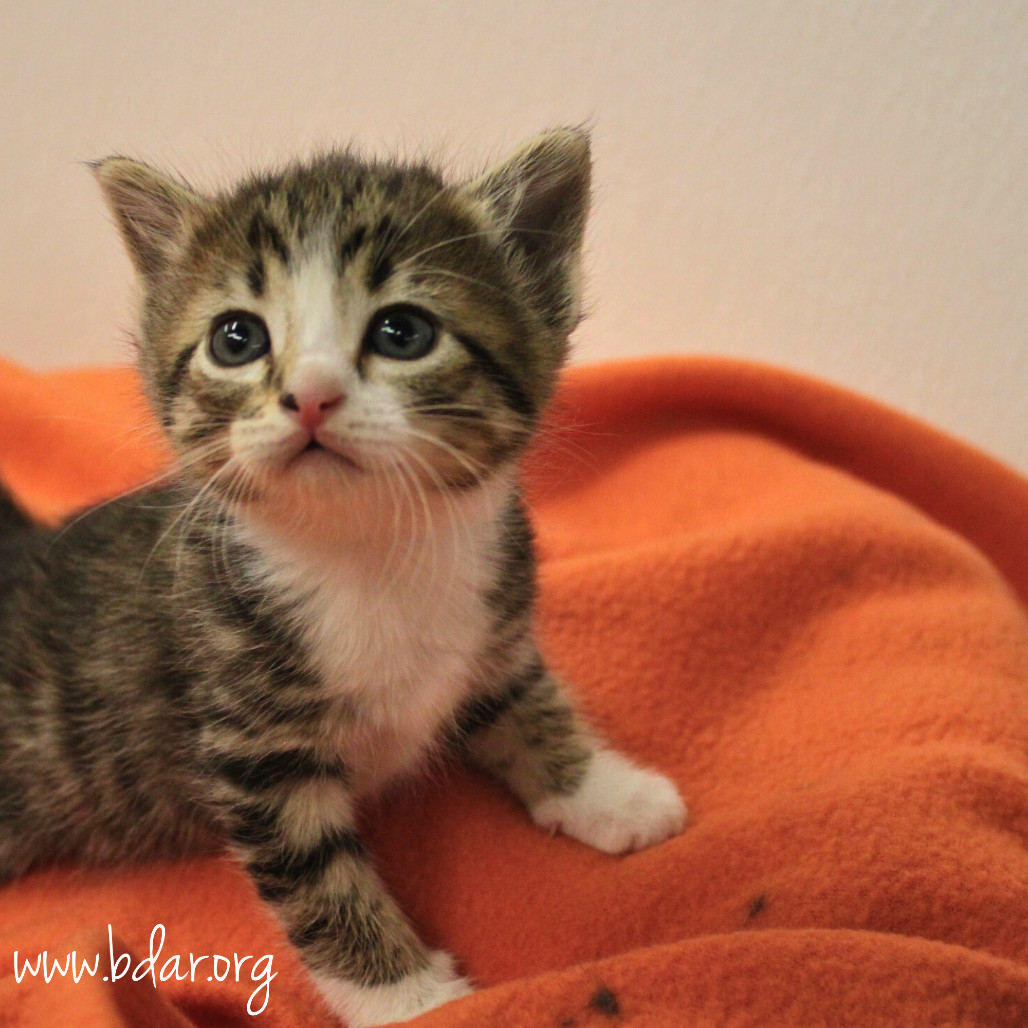 Monica, an adoptable Domestic Short Hair in Cheyenne, WY, 82009 | Photo Image 2