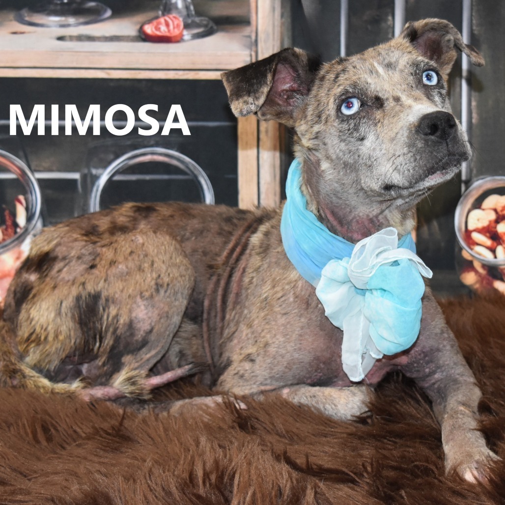 Mimosa