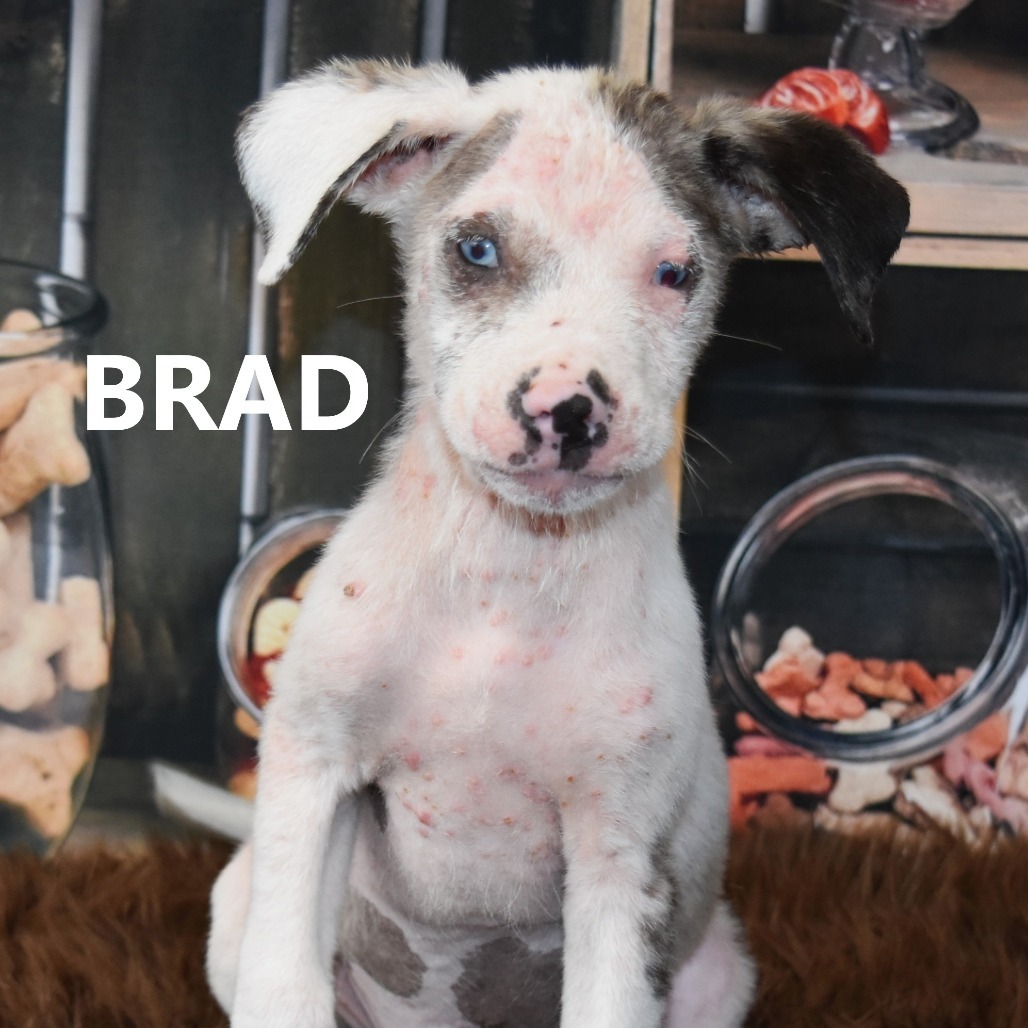 Brad
