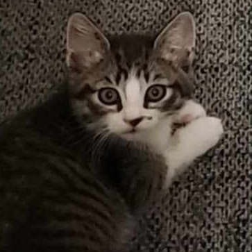 Monroe, an adoptable Domestic Short Hair in Meridian, ID, 83680 | Photo Image 2