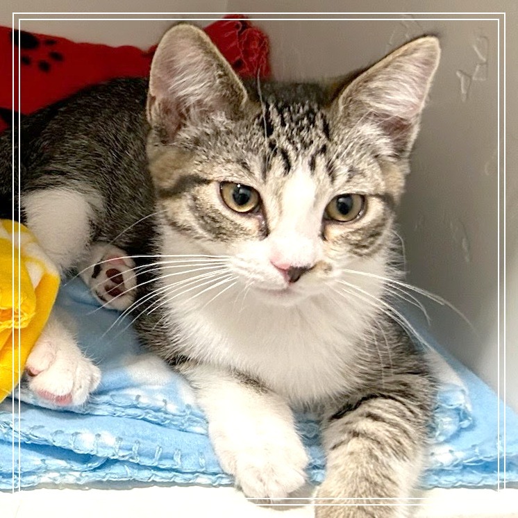 Monroe, an adoptable Domestic Short Hair in Meridian, ID, 83680 | Photo Image 3