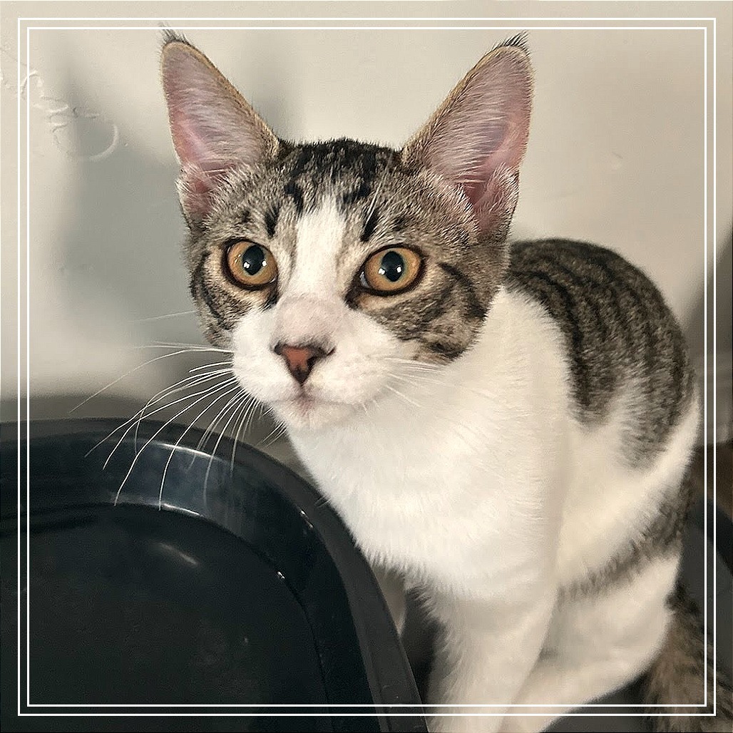 Waffles, an adoptable Domestic Short Hair in Meridian, ID, 83680 | Photo Image 1
