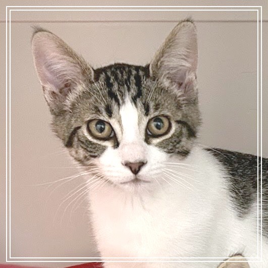 Waffles, an adoptable Domestic Short Hair in Meridian, ID, 83680 | Photo Image 3
