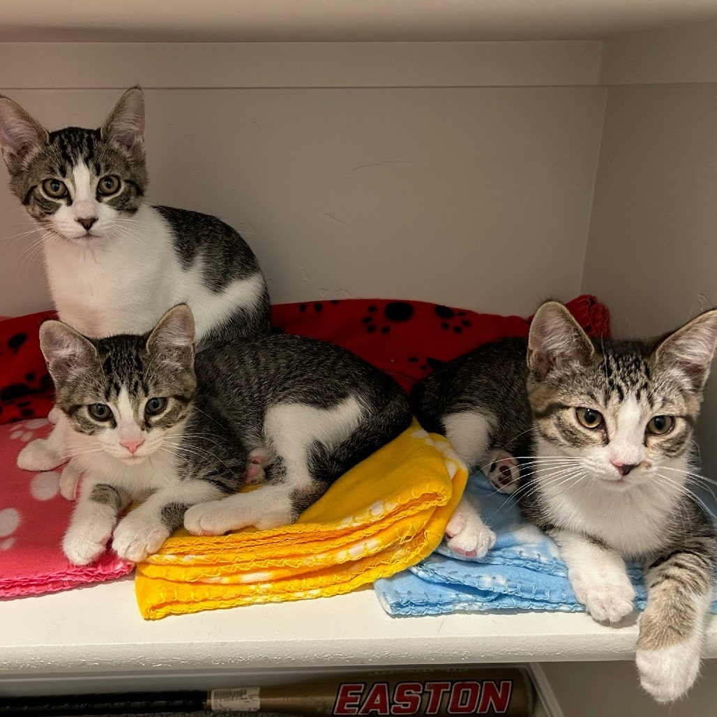 Waffles, an adoptable Domestic Short Hair in Meridian, ID, 83680 | Photo Image 4