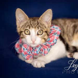 Arwen, Baby Female Domestic Short Hair