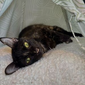 Chloe, Adult Female Domestic Short Hair