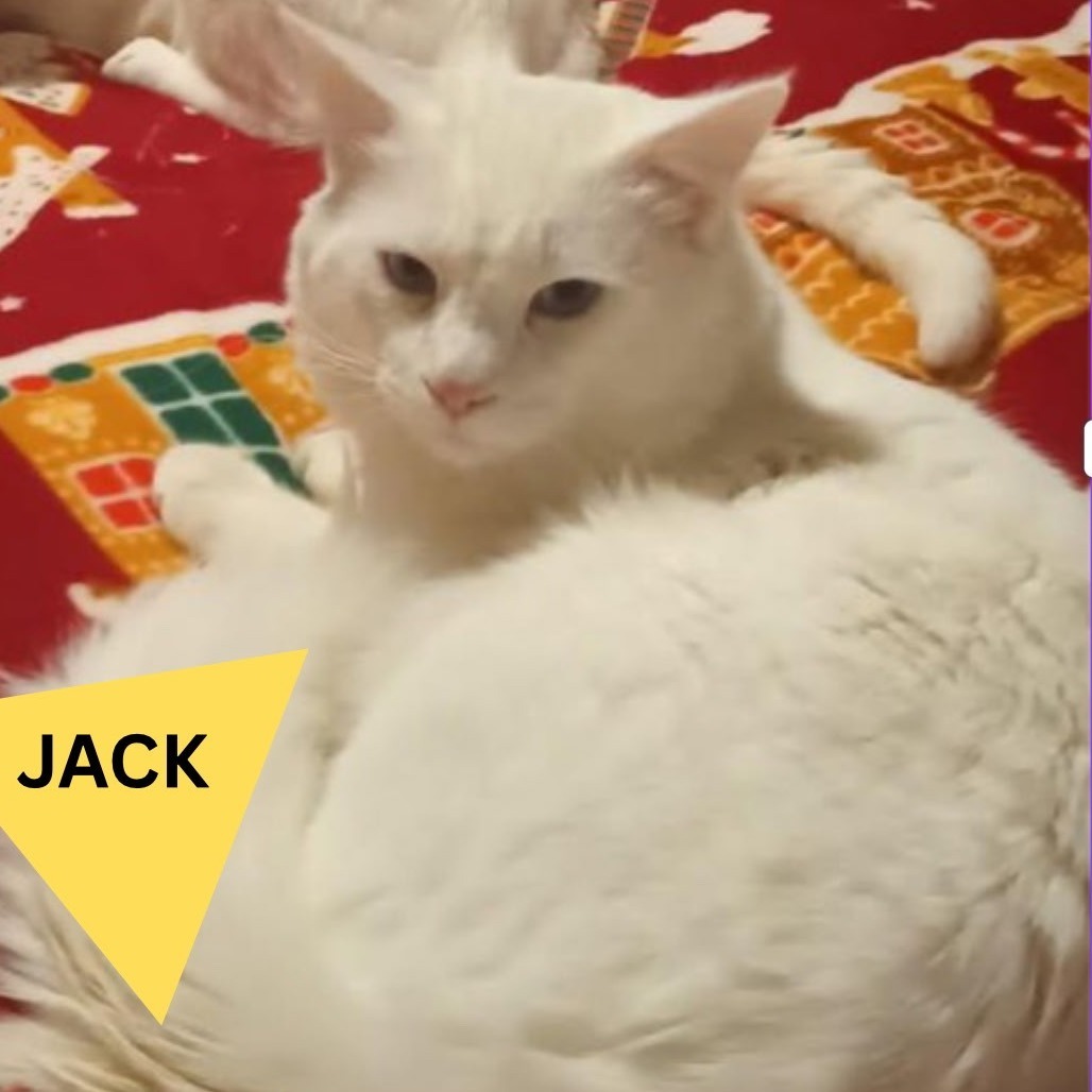 Jack