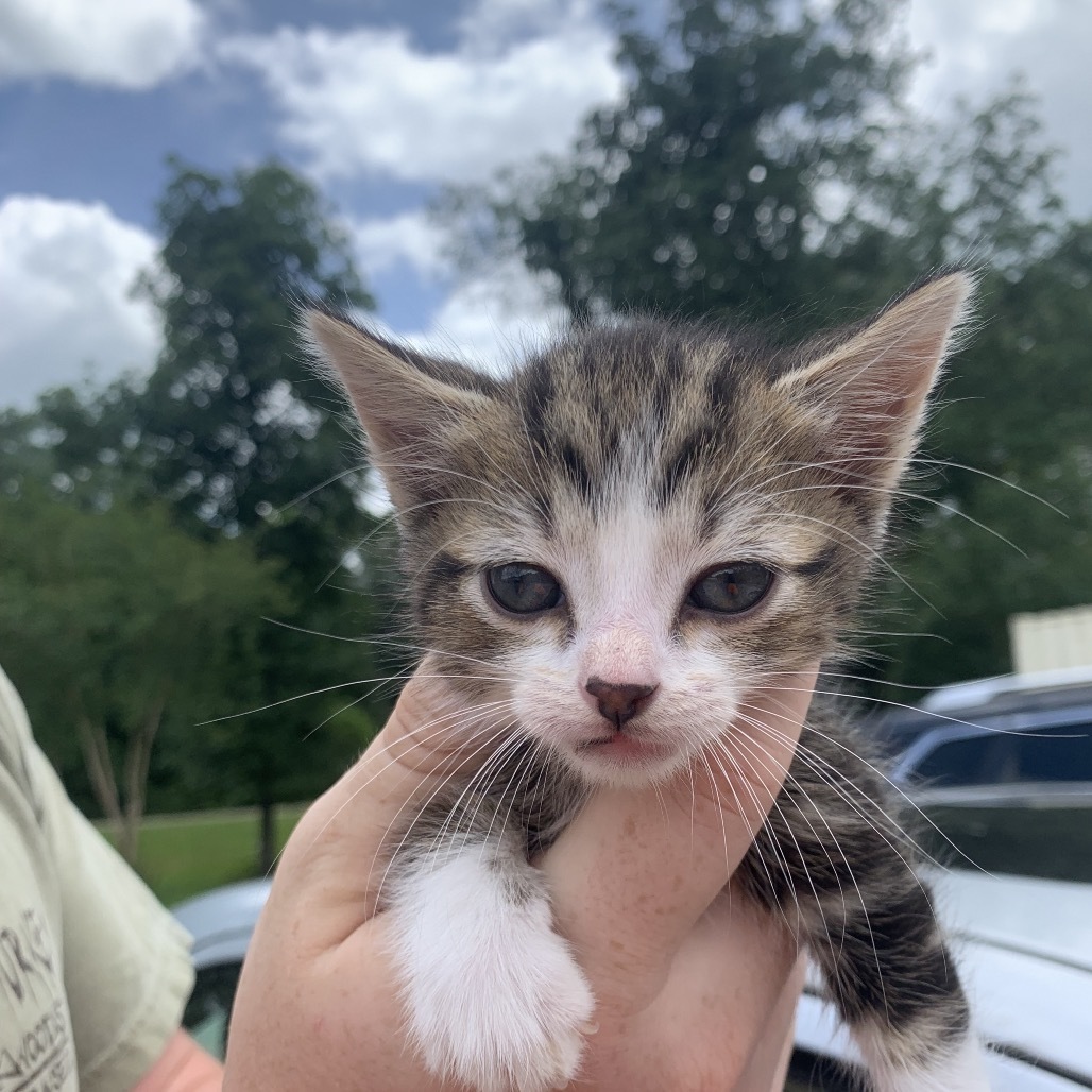 Flip, an adoptable Domestic Short Hair in Starkville, MS, 39760 | Photo Image 1