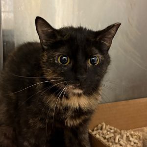 Lady, Adult Female Domestic Short Hair