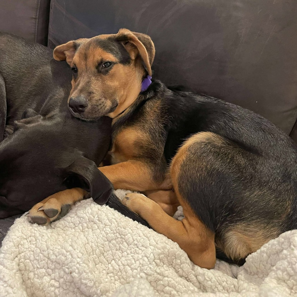 Pebbles, an adoptable Shepherd, Mixed Breed in Bend, OR, 97702 | Photo Image 1