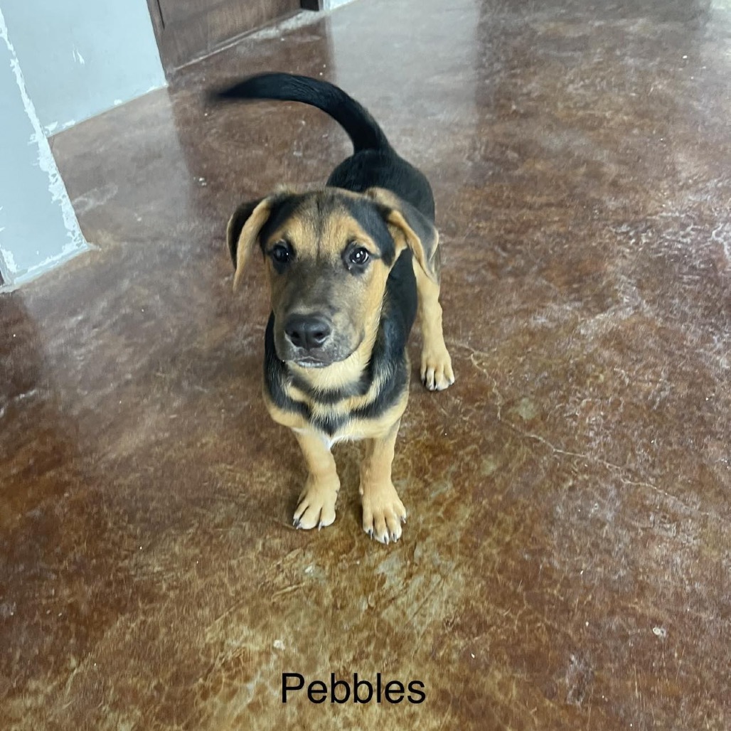 Pebbles, an adoptable Shepherd, Mixed Breed in Bend, OR, 97702 | Photo Image 2