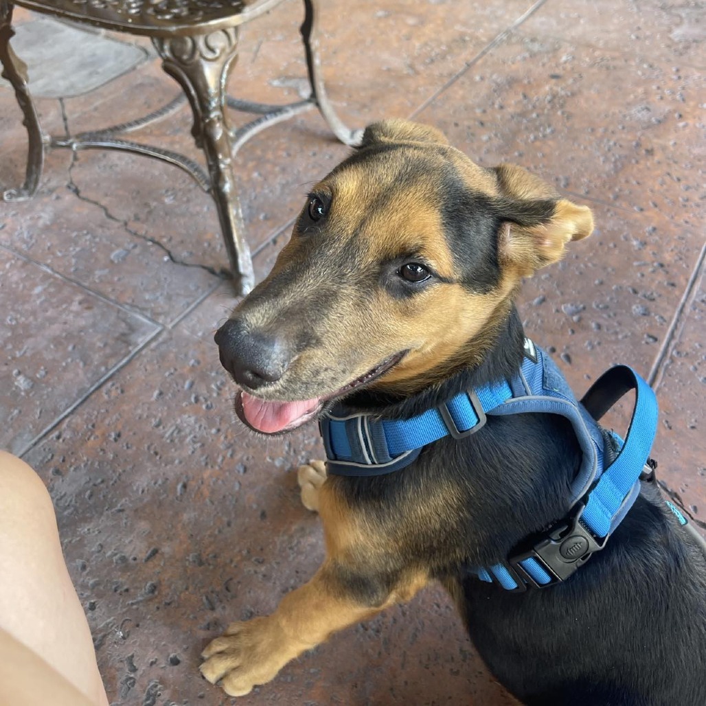 Pebbles, an adoptable Shepherd, Mixed Breed in Bend, OR, 97702 | Photo Image 3