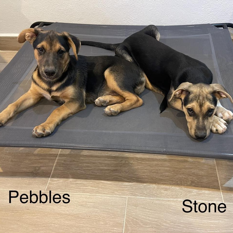 Pebbles, an adoptable Shepherd, Mixed Breed in Bend, OR, 97702 | Photo Image 5