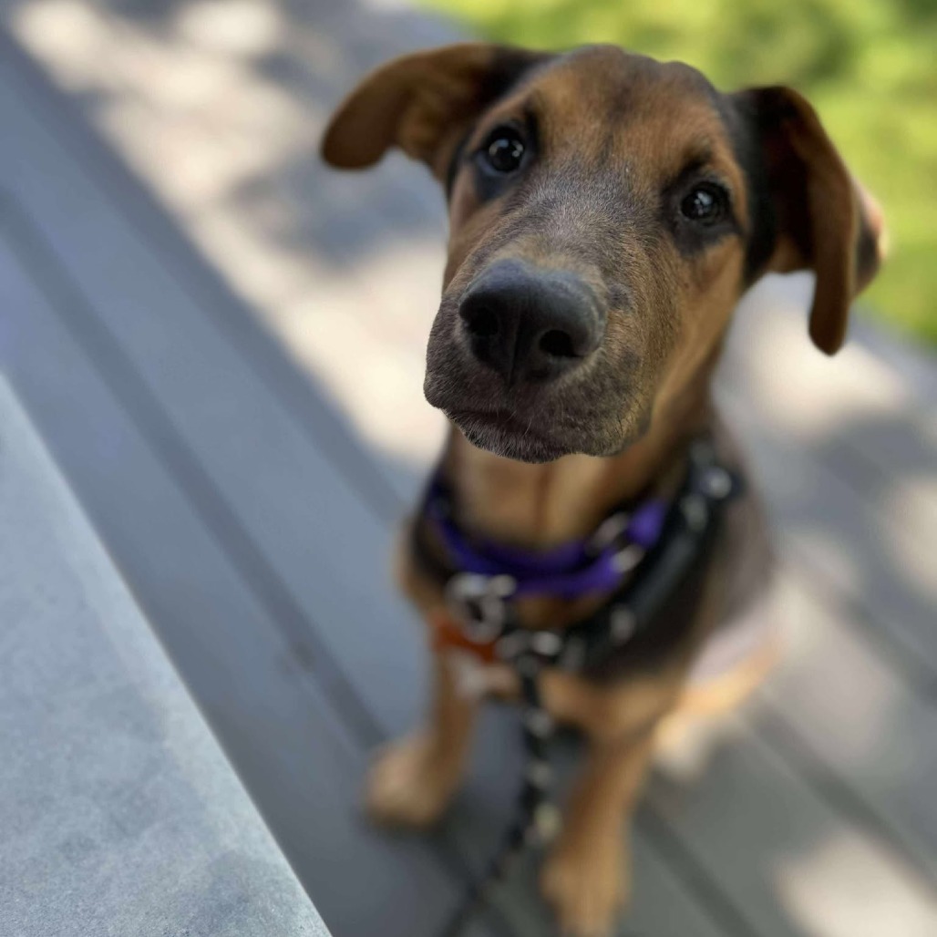 Pebbles, an adoptable Shepherd, Mixed Breed in Bend, OR, 97702 | Photo Image 6