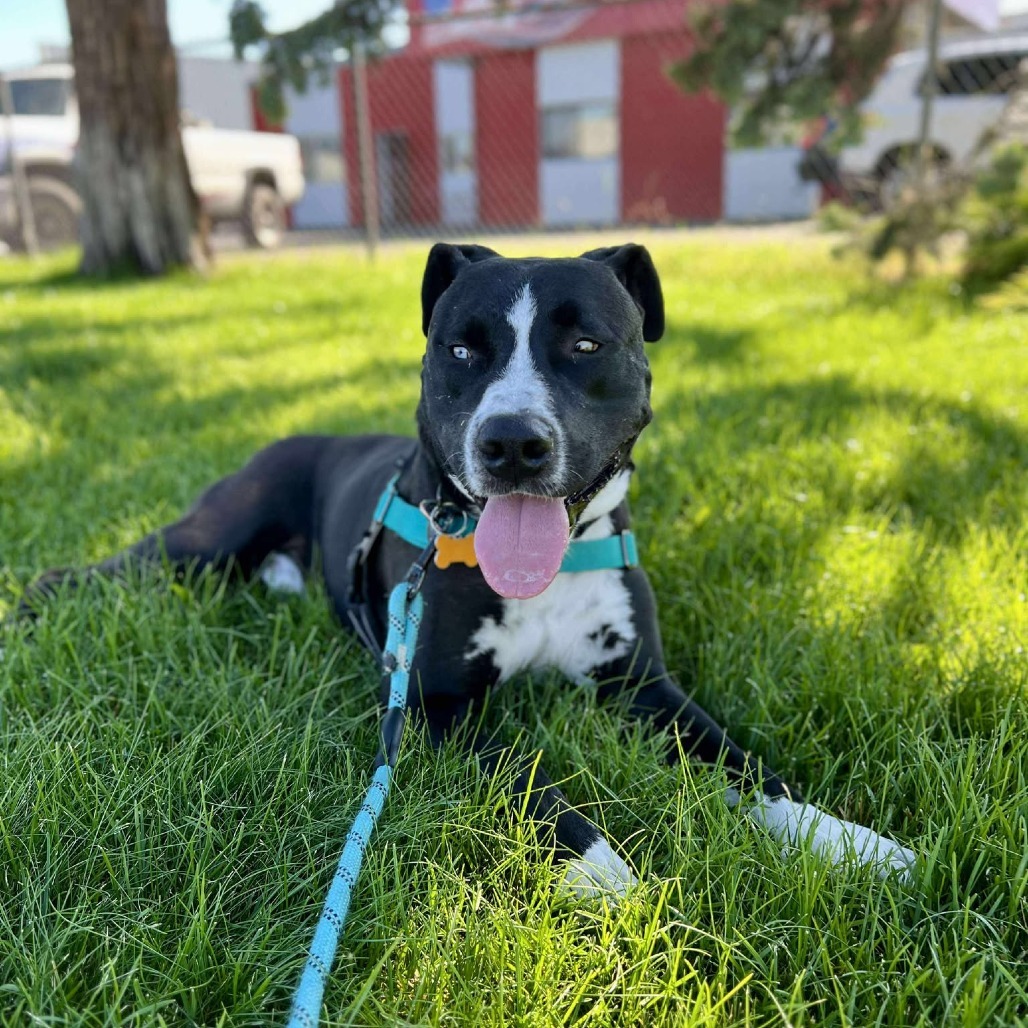Lucho, an adoptable Mixed Breed in Bend, OR, 97702 | Photo Image 1