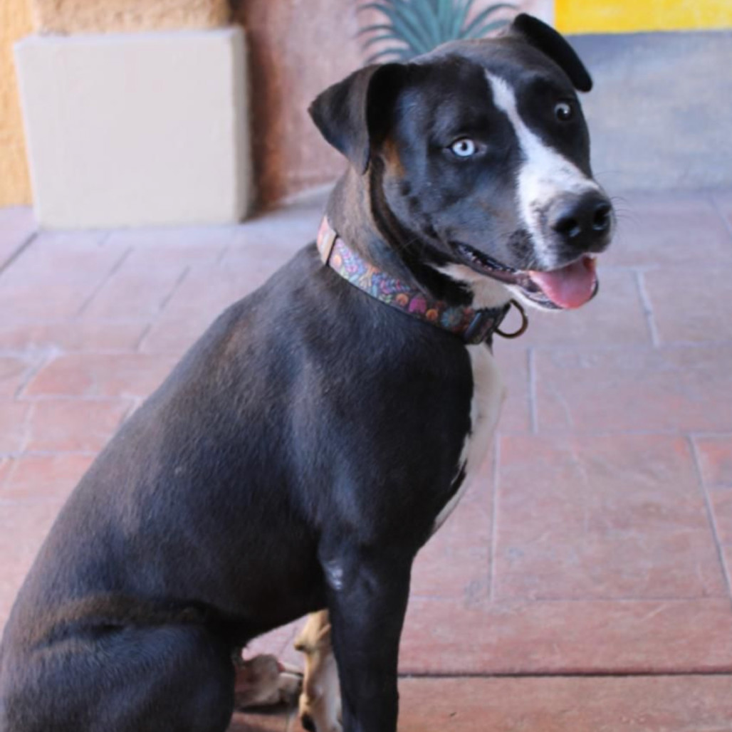 Lucho, an adoptable Mixed Breed in Bend, OR, 97702 | Photo Image 2