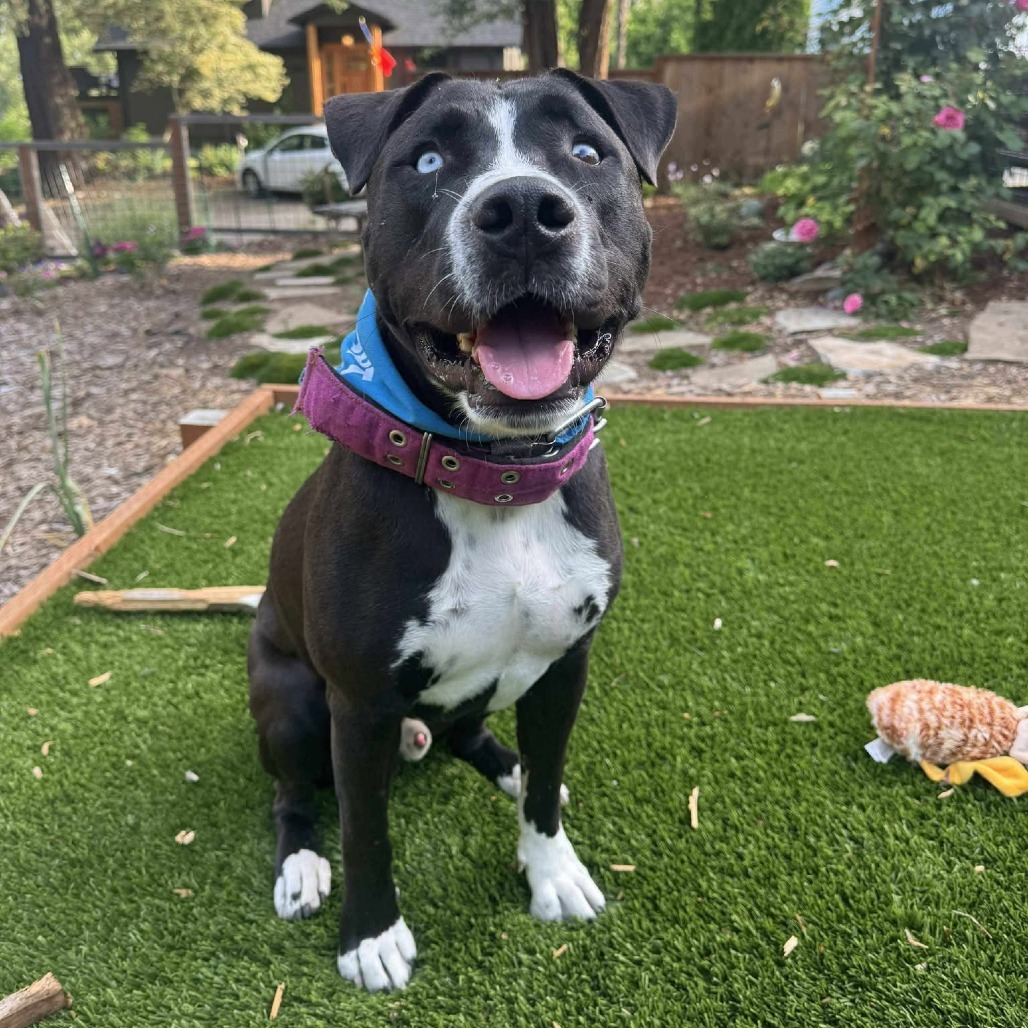 Lucho, an adoptable Mixed Breed in Bend, OR, 97702 | Photo Image 3
