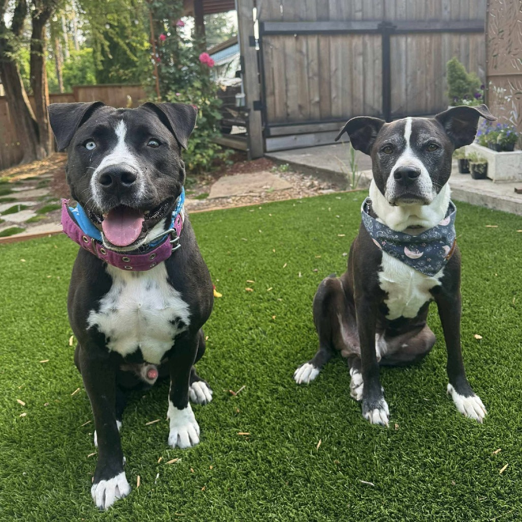 Lucho, an adoptable Mixed Breed in Bend, OR, 97702 | Photo Image 4