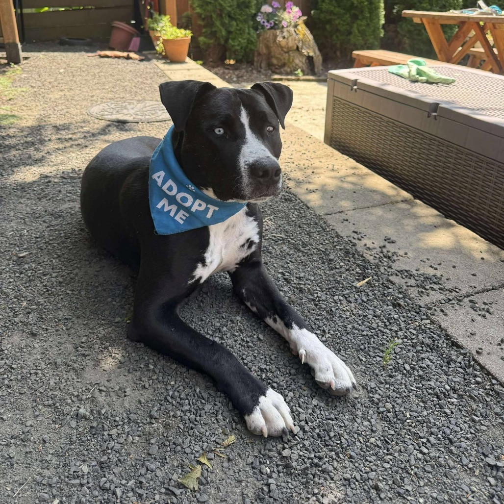 Lucho, an adoptable Mixed Breed in Bend, OR, 97702 | Photo Image 5