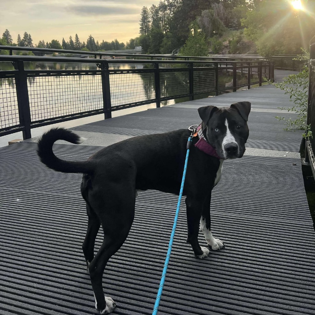 Lucho, an adoptable Mixed Breed in Bend, OR, 97702 | Photo Image 6