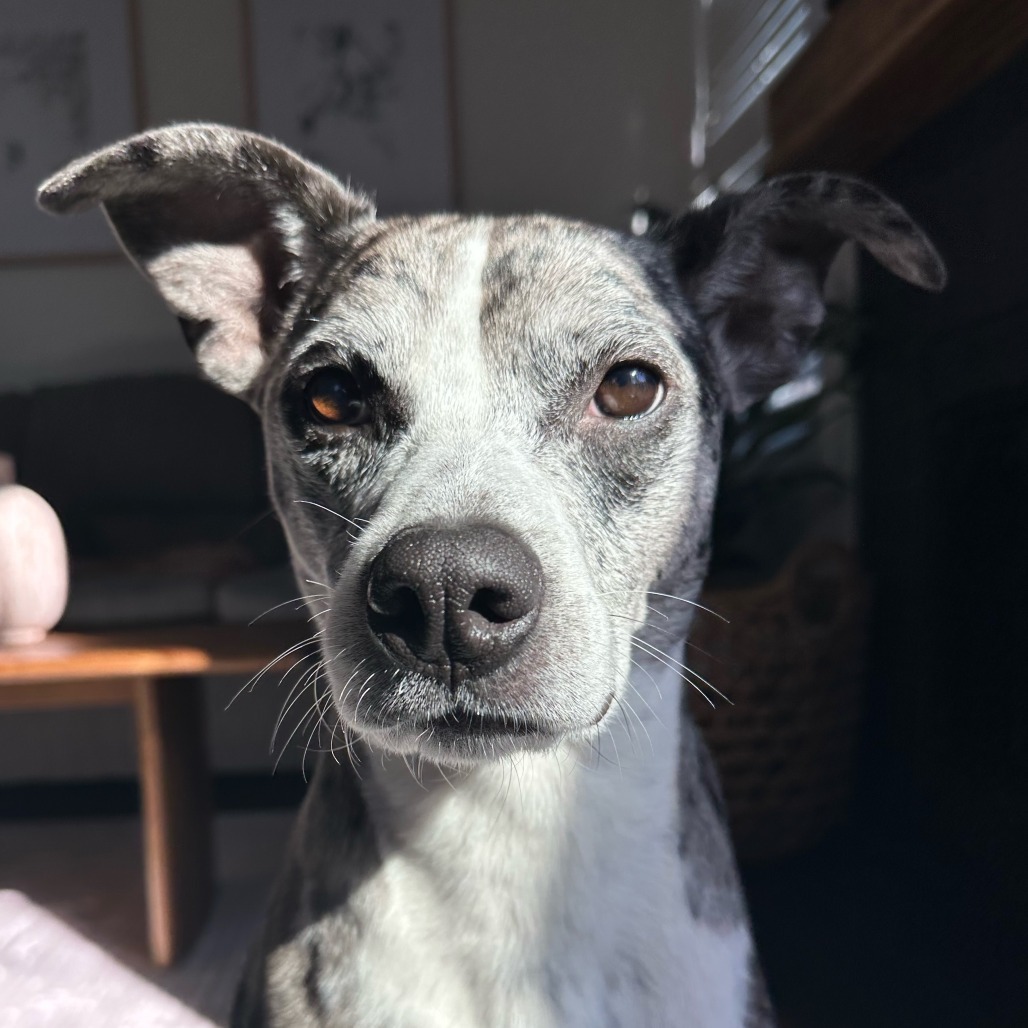 Odie