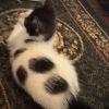 Rosie photo 3