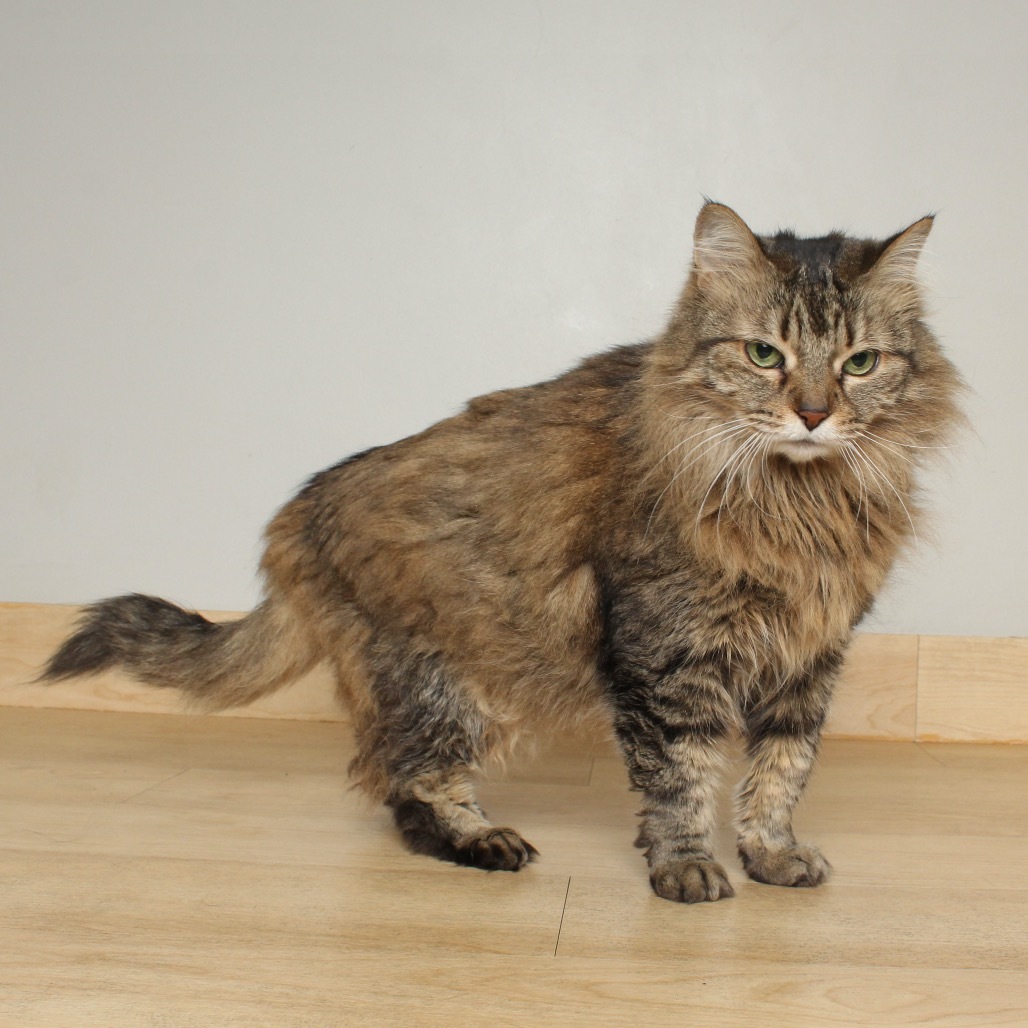 Molly Rose C65313