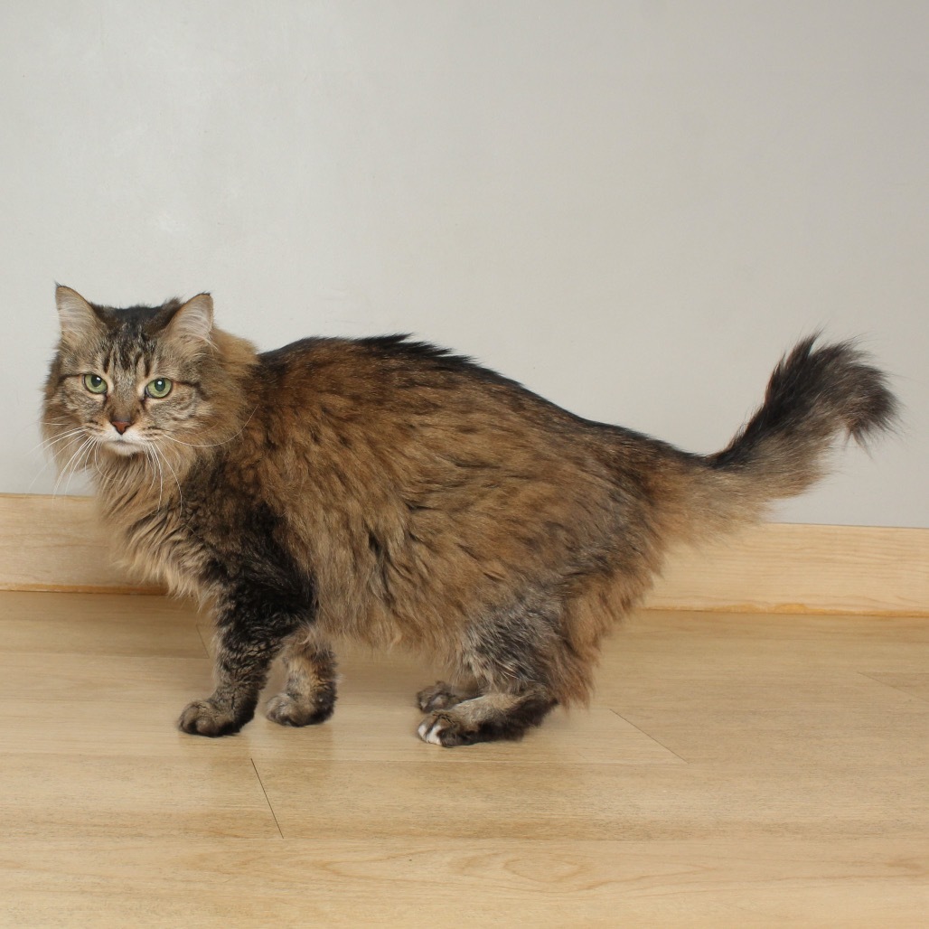 Molly Rose C65313