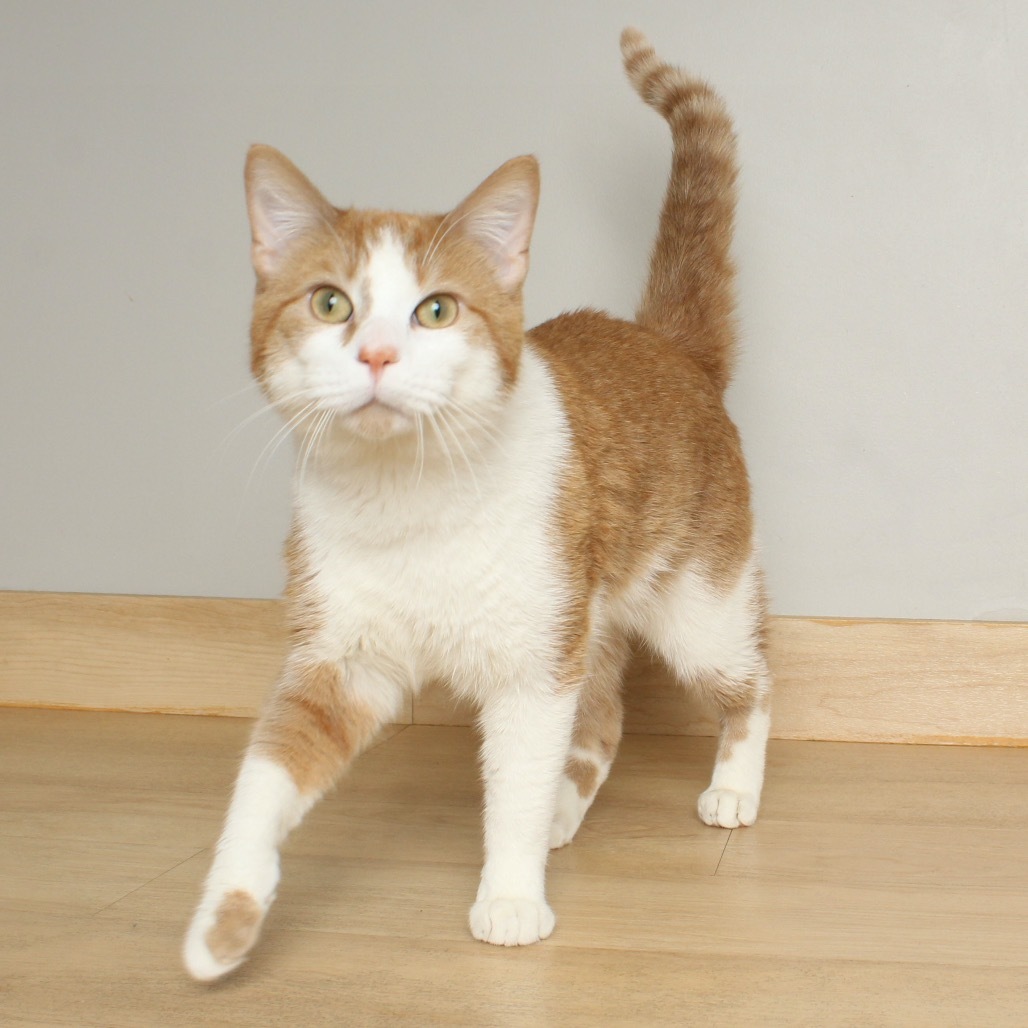 Chonkers C65334