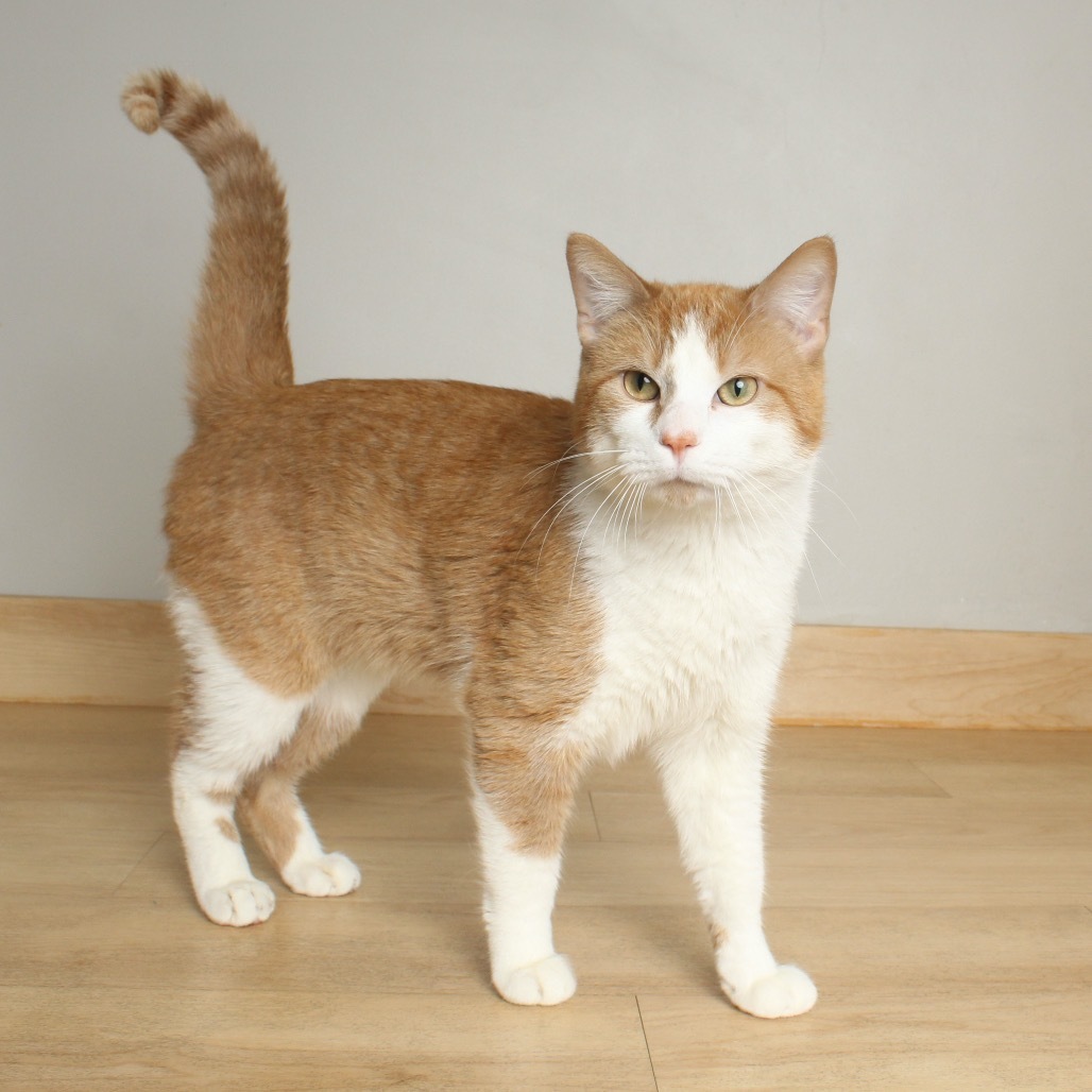 Chonkers C65334