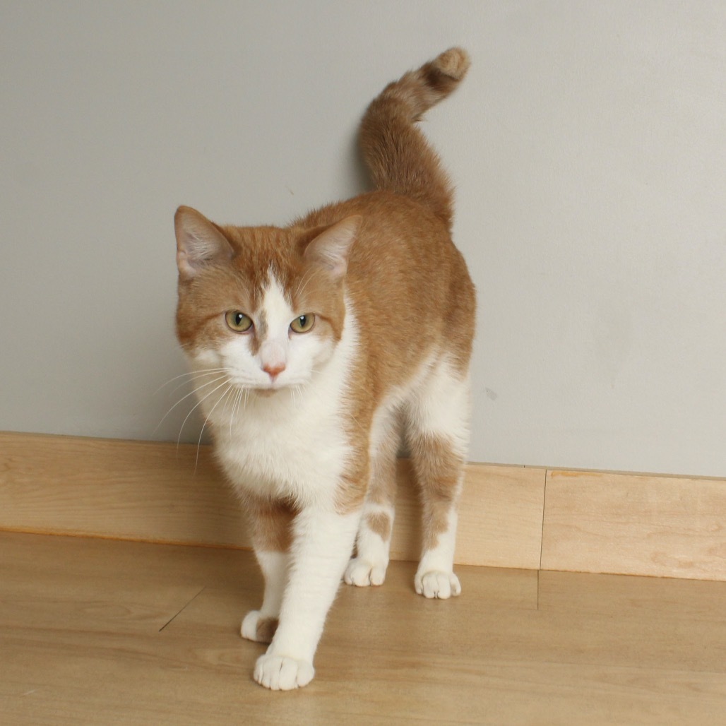 Chonkers C65334