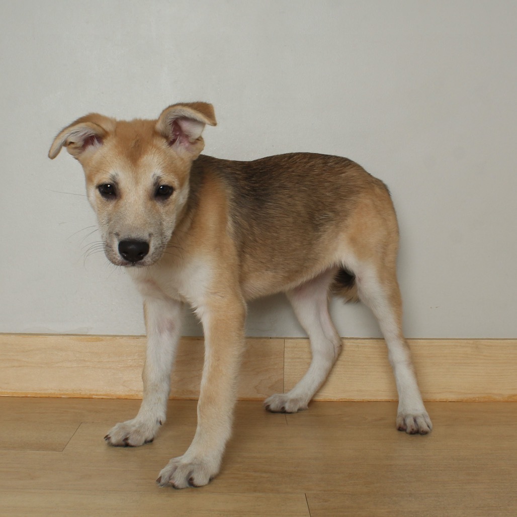 Wolfie D65268