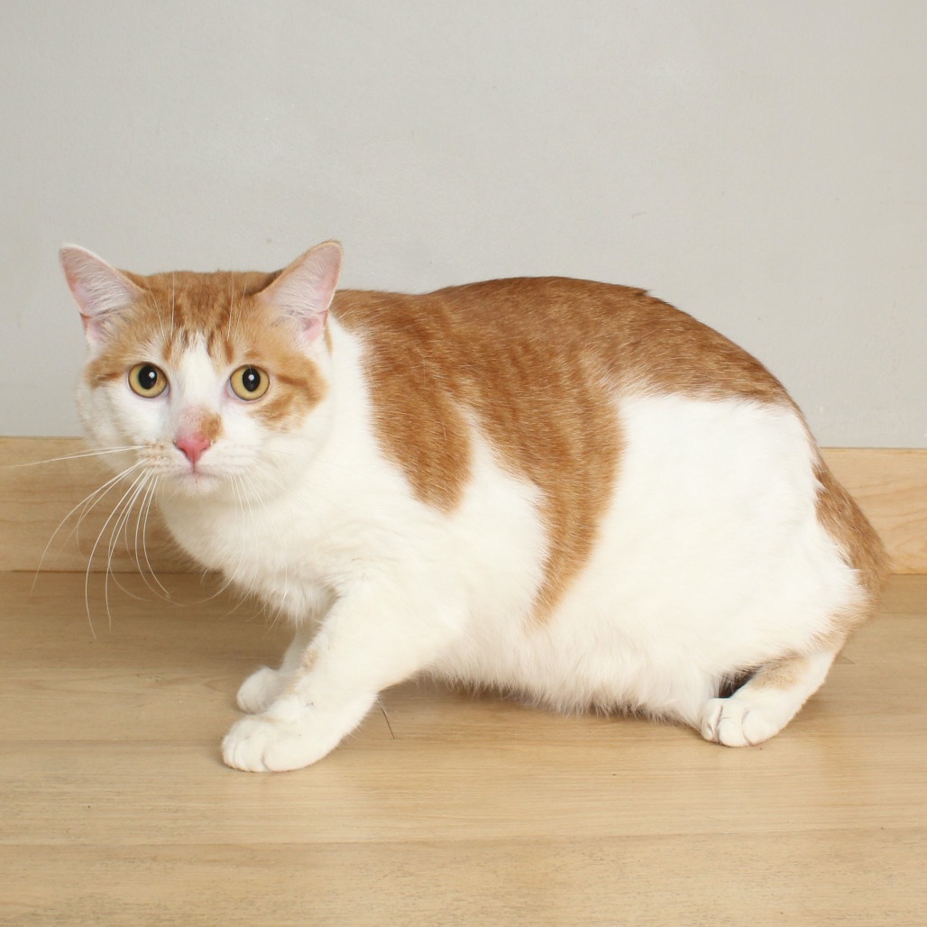 Cheeto C65302