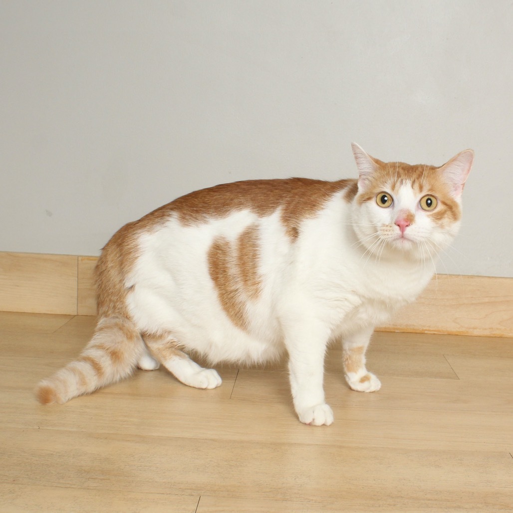Cheeto C65302