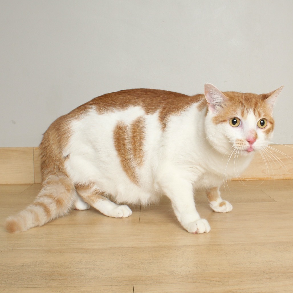 Cheeto C65302