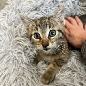 Zander, Baby Male Domestic Short Hair