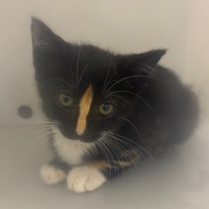Lady Penelope Pawthorne, Baby Female Domestic Short Hair