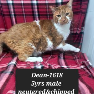 Dean, Adult Male Domestic Short Hair