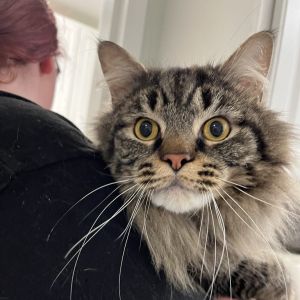Cam, Adult Male Domestic Medium Hair
