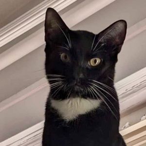 Noah, Young Male Domestic Short Hair