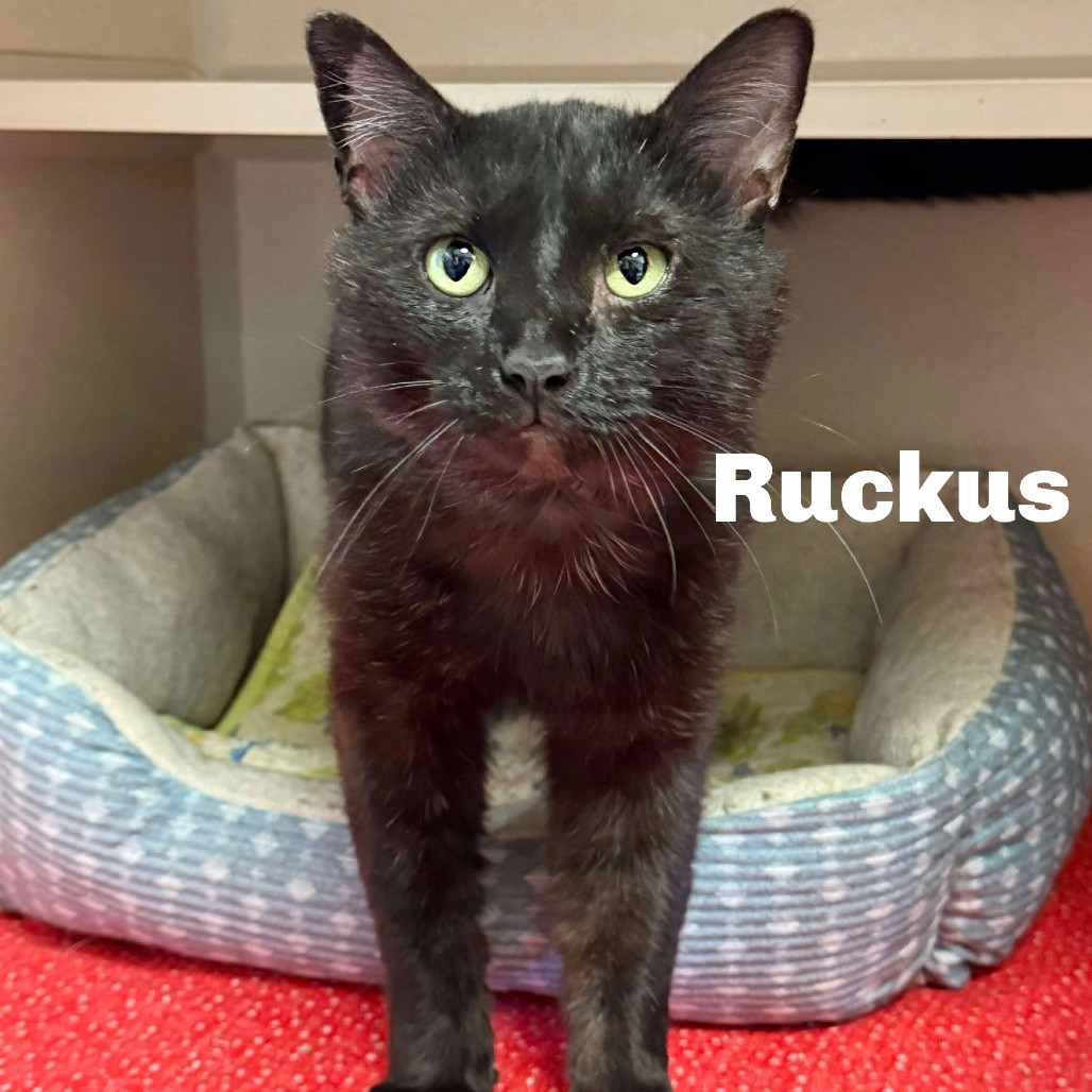 Ruckus 250302, an adoptable Domestic Short Hair in Escanaba, MI, 49829 | Photo Image 1