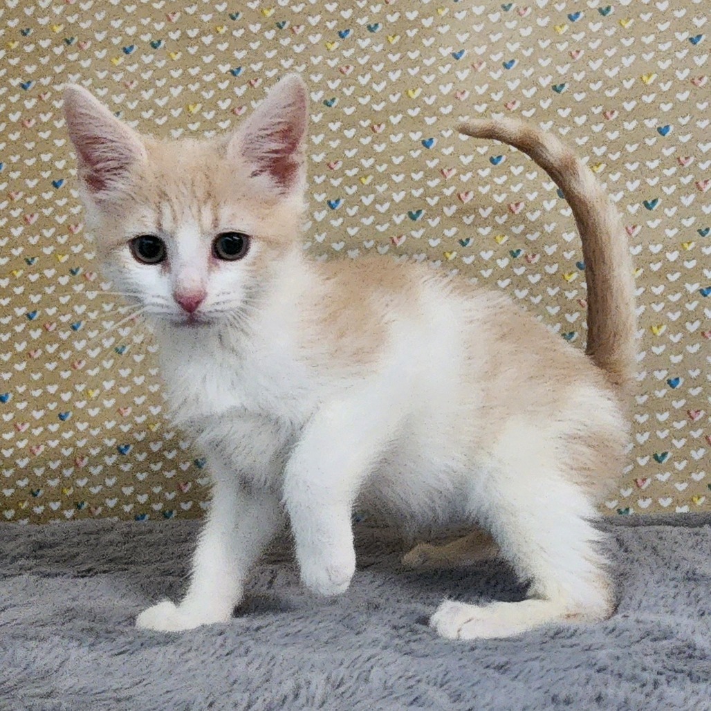 Hasu