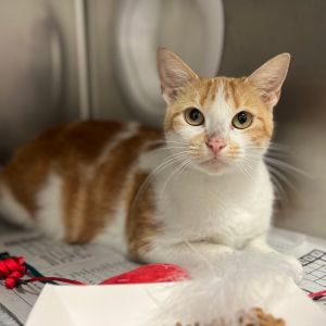 Carrot, Adult Female Domestic Short Hair