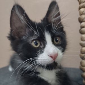 Blackbeard, Baby Male Domestic Medium Hair