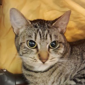 Hi My name is Misty and Im at the Santa Maria Campus Im a 2 year old female Domestic Shorthair