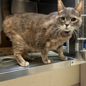 Minsy is a beautiful dilute torbie girl with green eyes who enjoys giving love and receiving it She