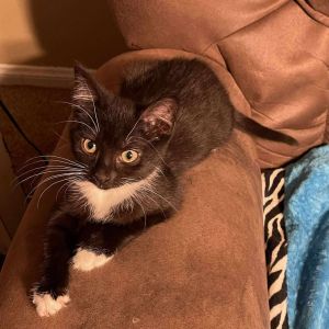 Pita Domestic Short Hair Cat