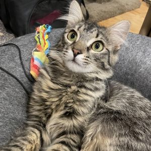 Florence AKA Mr Grabby Paws is an incredibly playful and fun little guy literally hes so little w