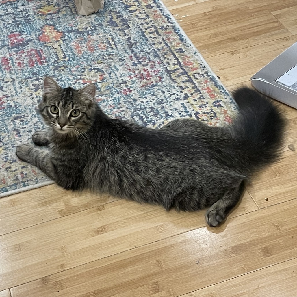 Mr. Grabby Paws