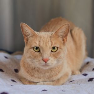 Cream Puff is a gentle affectionate young cat with a heart of gold Shes been an amazing mama - nu